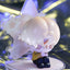 Alien Stage Blind Box (1 Random Box)