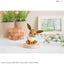 Eevee Model Kit (Sitting)